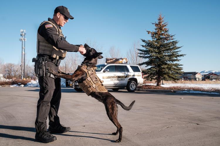 Alex Wittwer photo
Union County sheriff’s deputy Dane Jensen and K-9 unit Molly train Wednesday, Feb. 24, 2021, behind the Island City Walmart. Jensen logs at least 15 hours a month of training with Molly to keep her certified.