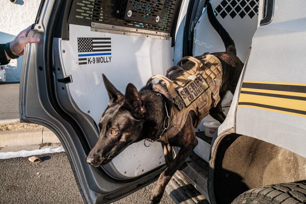 Alex Wittwer photo
 K-9 unit Molly bolts from Union County sheriff’s deputy Dane Jensen’s police vehicle Feb. 24, 2021, behind the Island City Walmart. Molly is the lone police dog in the sheriff’s office.